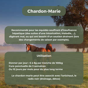 Chardon-marie (drainage, détox)