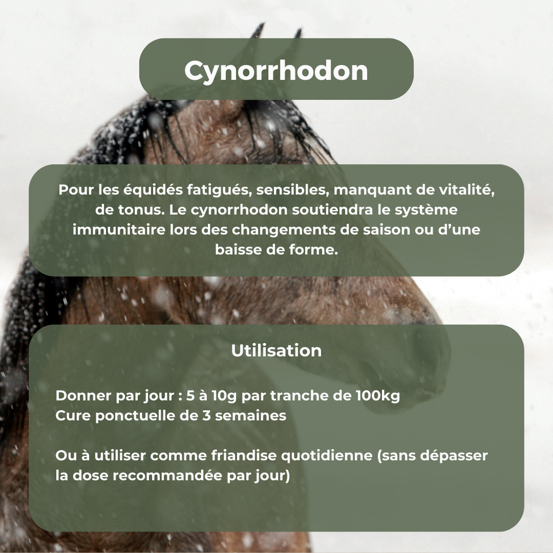 Cynorrhodon (vitamine C, articulation)