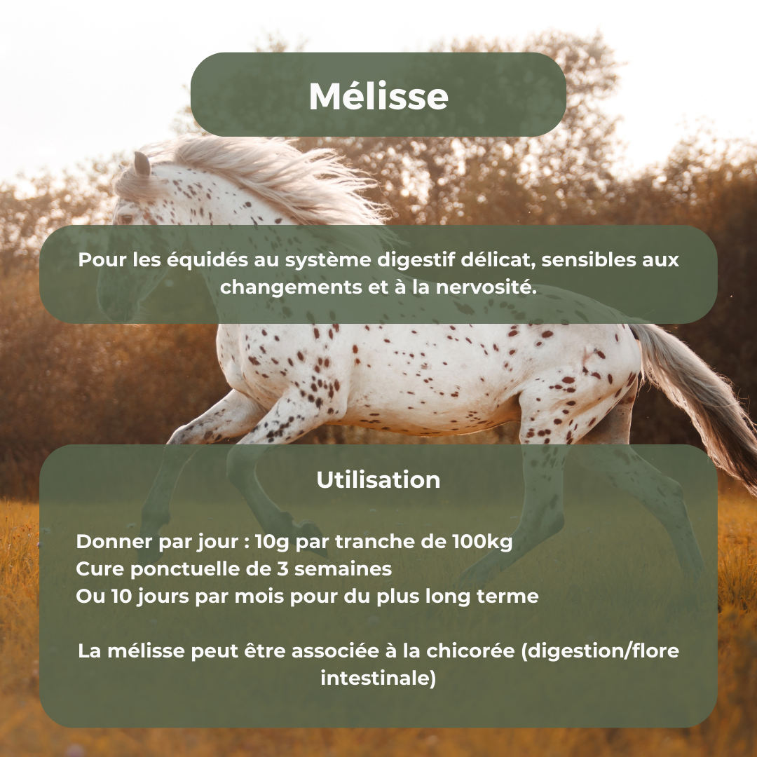 Mélisse (digestion, nervosité)