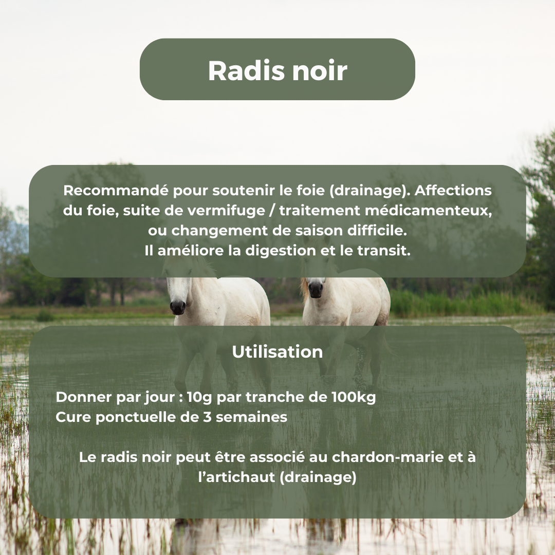 Radis noir (drainage, détox)