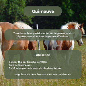 Guimauve (voies respiratoire et digestive)