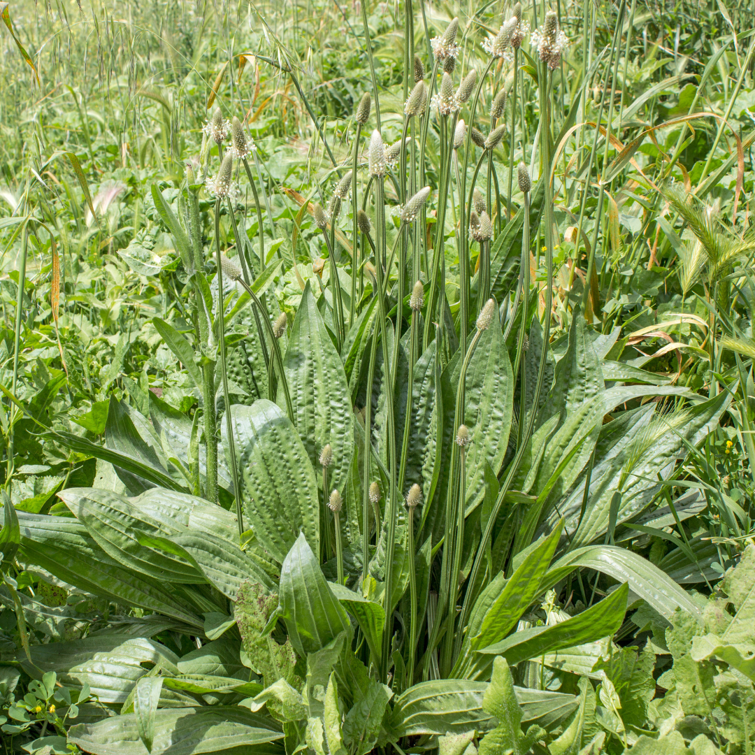 Plantain (voie respiratoire, allergie)