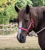 Charger l&#39;image dans la galerie, Le licol Eglantine
